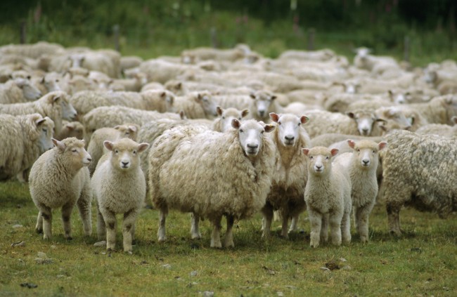 Tending The Sheep