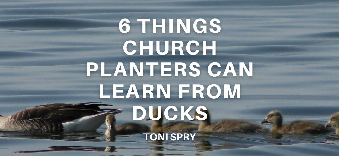 6 Things Church Planters Can Learn From Ducks